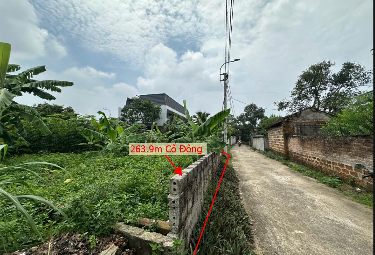 Hình ảnh Bán Lô Đất 263.9m Tại Cổ Đông Sơn Tây Bám Đường Bê Tông Ô Tô Vào Tận Đất Dân Cư Đông Đúc  Thân Thiện Gần Chợ Trường Học Ủy Ban Giá Đầu Tư