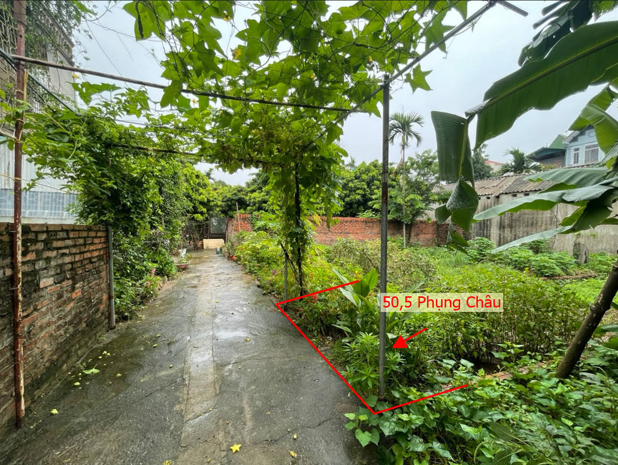 Hình ảnh Bán Thửa Đất Full Thổ Cư 50.5m Tại Phụng Châu Gần Trục Chính Kinh Doanh Liên Huyện Giá Chỉ Vài Tỷ