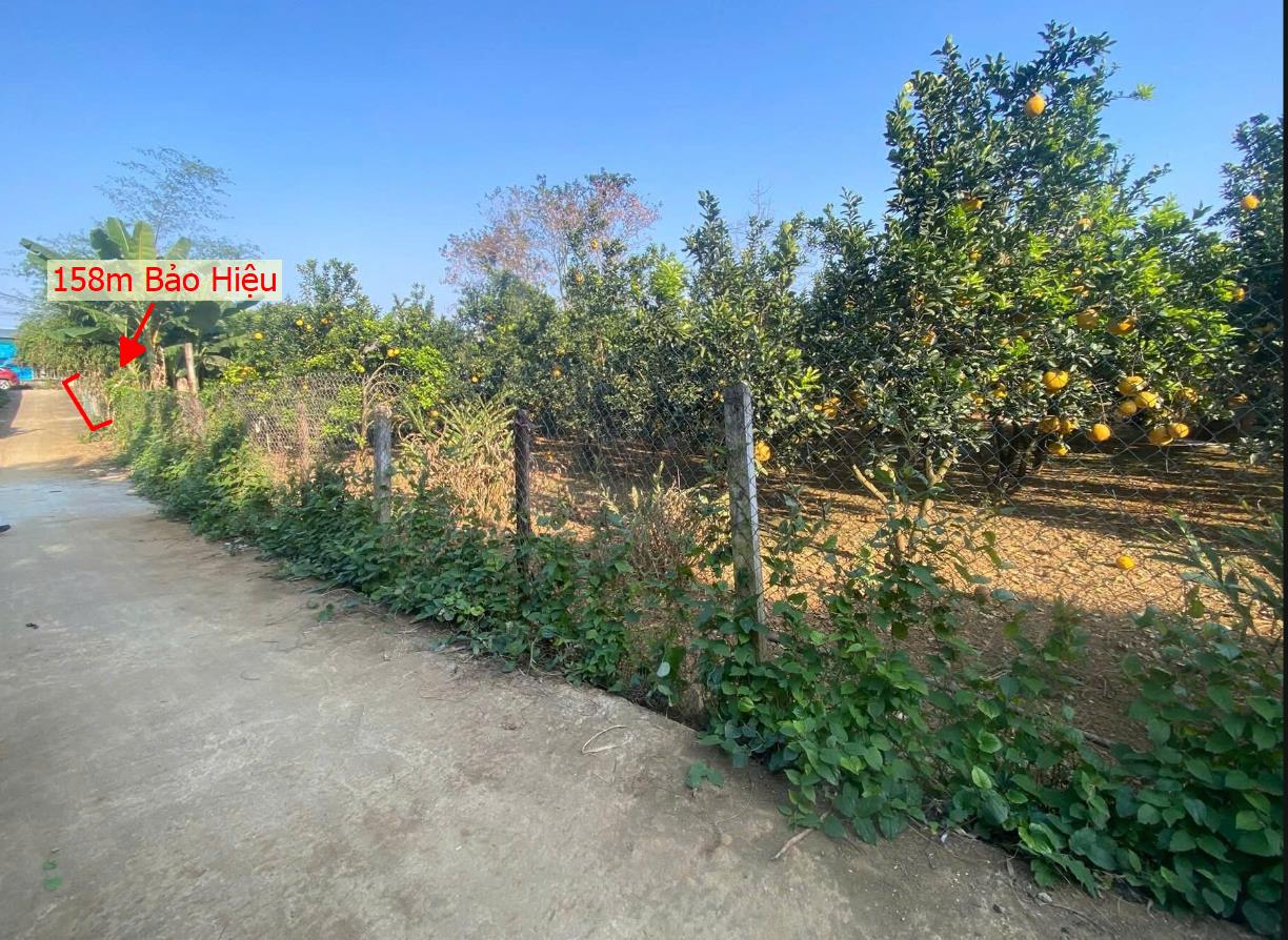 Hình ảnh Bán Lô Đất 158.1m Tại Bảo Hiệu Yên Thủy Bám Đường Bê Tông Ô Tô Vào Tận Đất Dân Cư Đông Đúc Thân Thiện Giá Đầu Tư