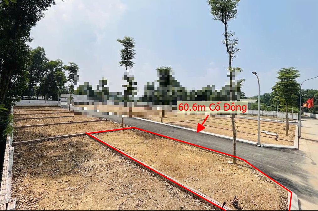 Hình ảnh Bán Lô Đất 60.6m Tại Cổ Đông Sơn Tây Bám Đường Bê Tông Ô Tô Vào Tận Đất Dân Cư Đông Đúc Thân Thiện Giá Đầu Tư