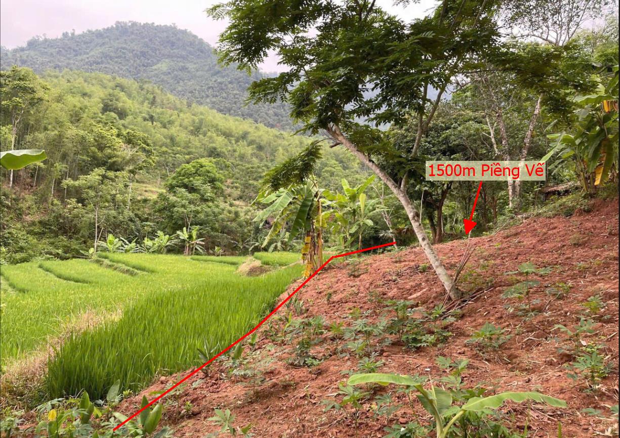 Hình ảnh Bán 1500m Tại Piềng Vế Mai Châu Bám Đường Bê Tông Ô Tô Vào Tận Đất View Suối Thoáng Mát Quanh Năm Giá Đầu Tư