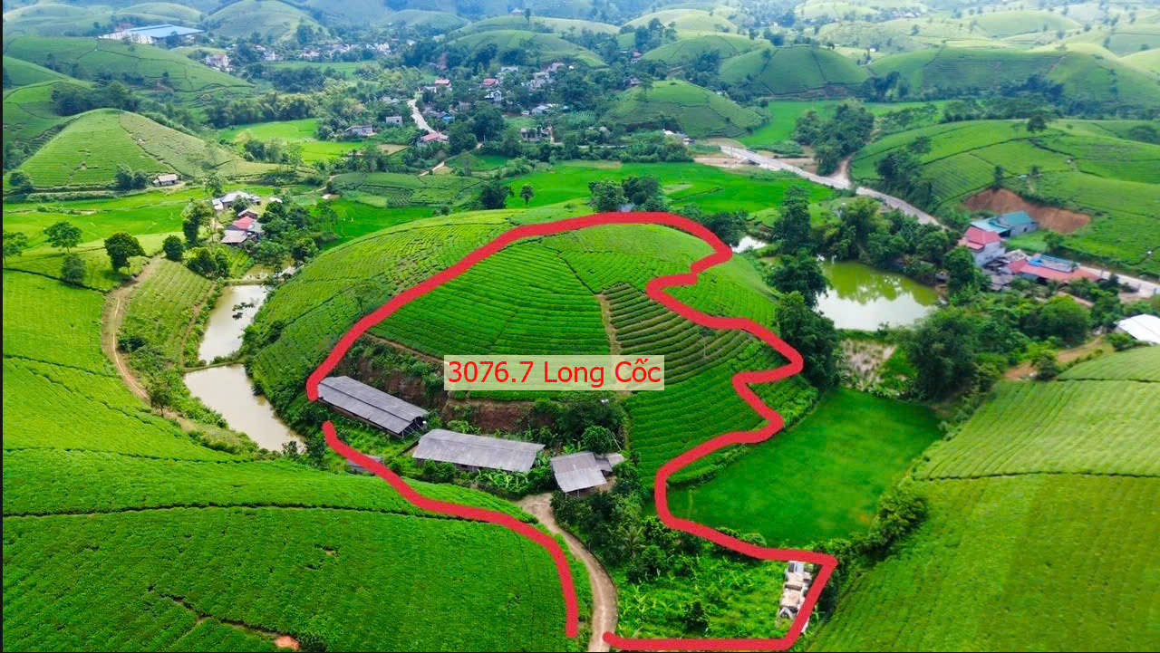 Hình ảnh Bán Đất Nghỉ Dưỡng Tại Đồi Chè Long Cốc Sát Mặt Đường Liên Xã Giá Chưa Đến Tỷ