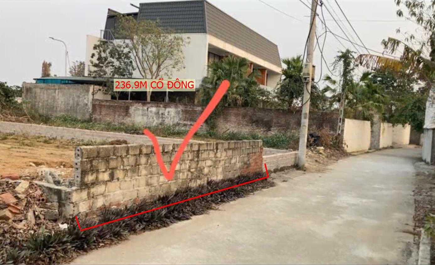 Hình ảnh Bán Lô Đất 263.9m Tại Cổ Đông Sơn Tây Bám Đường Bê Tông Ô Tô Vào Tận Đất Dân Cư Đông Đúc Thân Thiện Giá Đầu Tư