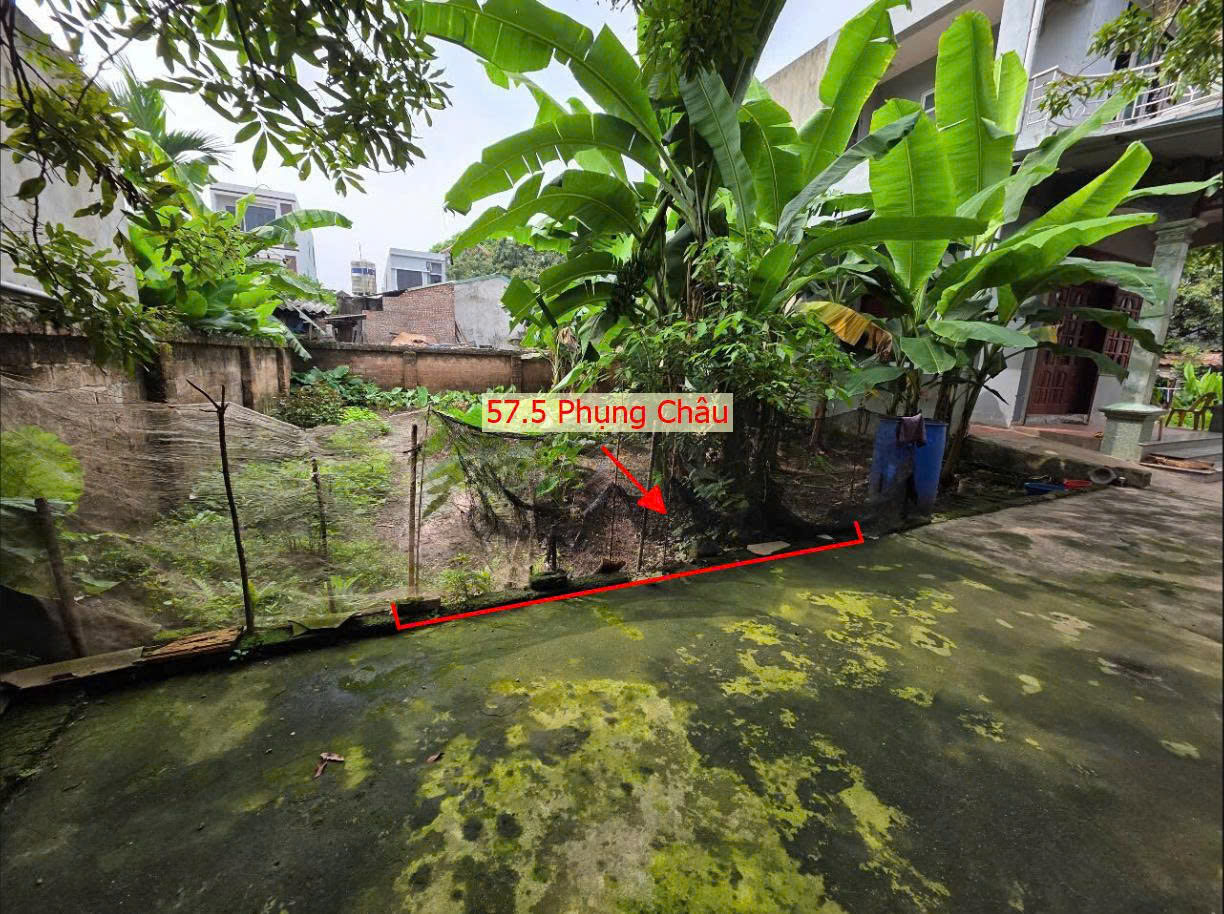 Hình ảnh Bán Đất Full Thổ Cư 57.5m Tại Phụng Châu Chương Mỹ Gần Trục Kinh Doanh Liên Huyện 