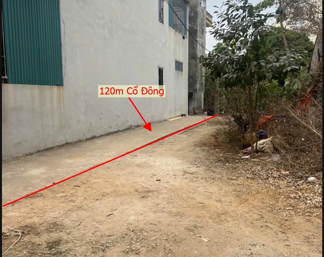 Hình ảnh Bán Lô Đất  120m Tại Cổ Đông Sơn Tây Bám Đường Bê Tông Dân Cư Đông Đúc Cách Trục Chính Kinh  Doanh Mấy Chục Mét Giá Đầu Tư