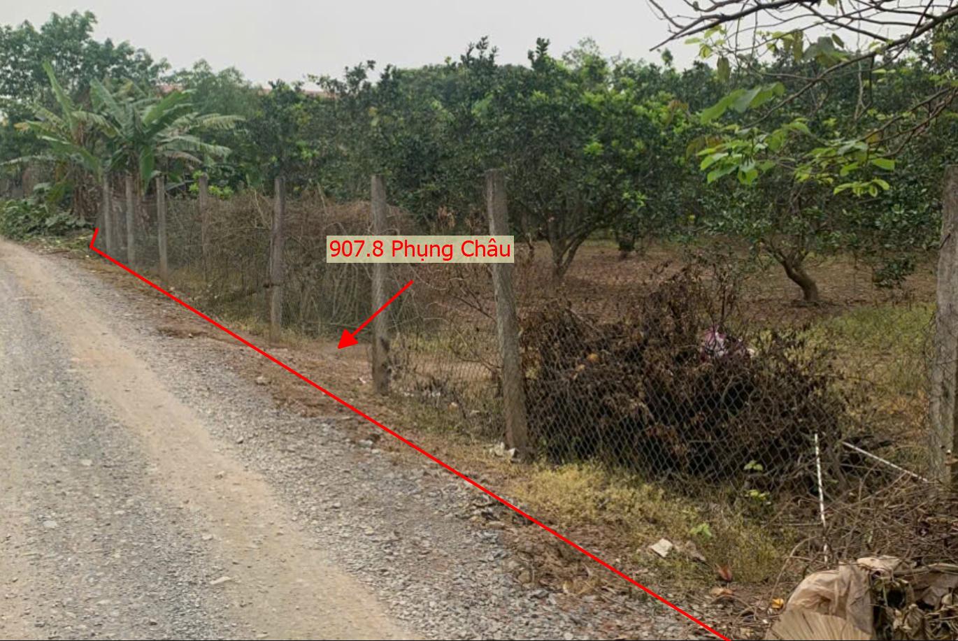 Hình ảnh Bán Thửa Đất 907.8m Tại Phụng Châu Ô Tô Đỗ Tận Đất Sát Trục Chính Kinh Doanh Liên Xã 