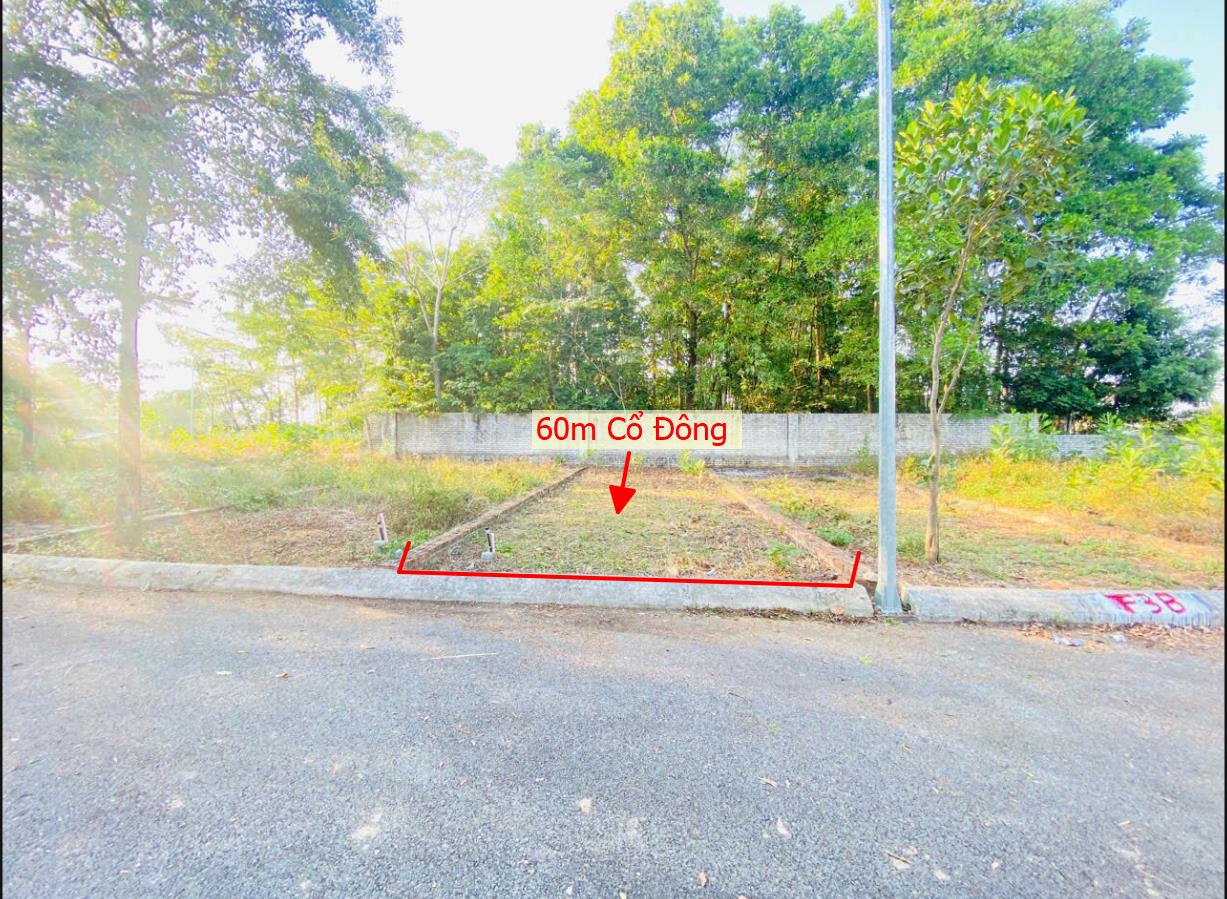 Hình ảnh Bán Lô Đất 60m Tại Cổ Đông Sơn Tây Bám Đường Bê Tông Ô Tô Vào Tận Đất Dân Cư Đông Đúc Thân Thiện Gần Chợ TRường Học Ủy Ban Cách Ql21 300m Giá Đầu Tư