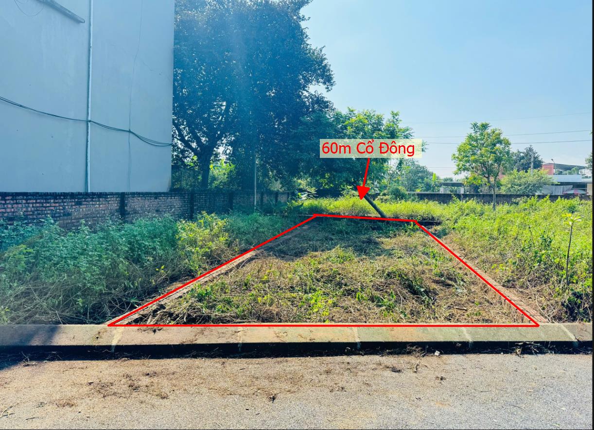 Hình ảnh Bán Lô Đất 60m Tại Cổ Đông Sơn Tây Bám Đường Bê Tông Ô Tô Vào Tận Đất Dân Cư Đông Gần Khu CNC Hòa Lạc Giá Đầu Tư
